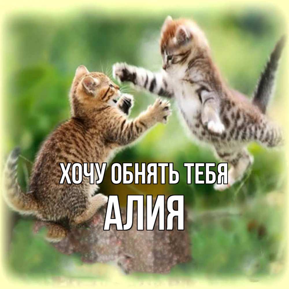 Открытка на каждый день с именем, Алия Хочу обнять тебя игры котят Прикольная открытка с пожеланием онлайн скачать бесплатно 