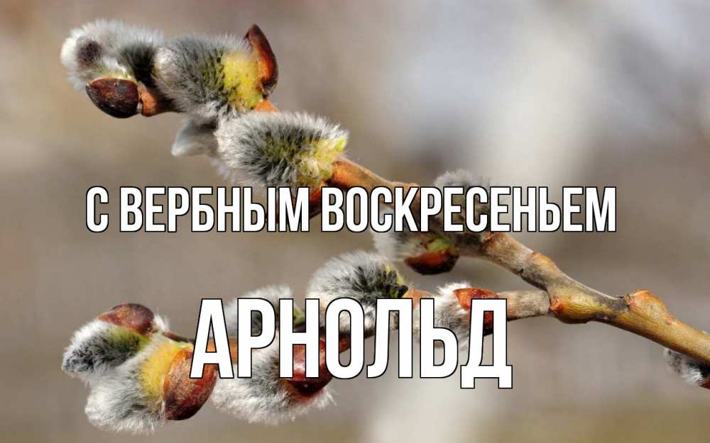 Открытка на каждый день с именем, Арнольд С вербным воскресеньем Верба Прикольная открытка с пожеланием онлайн скачать бесплатно 