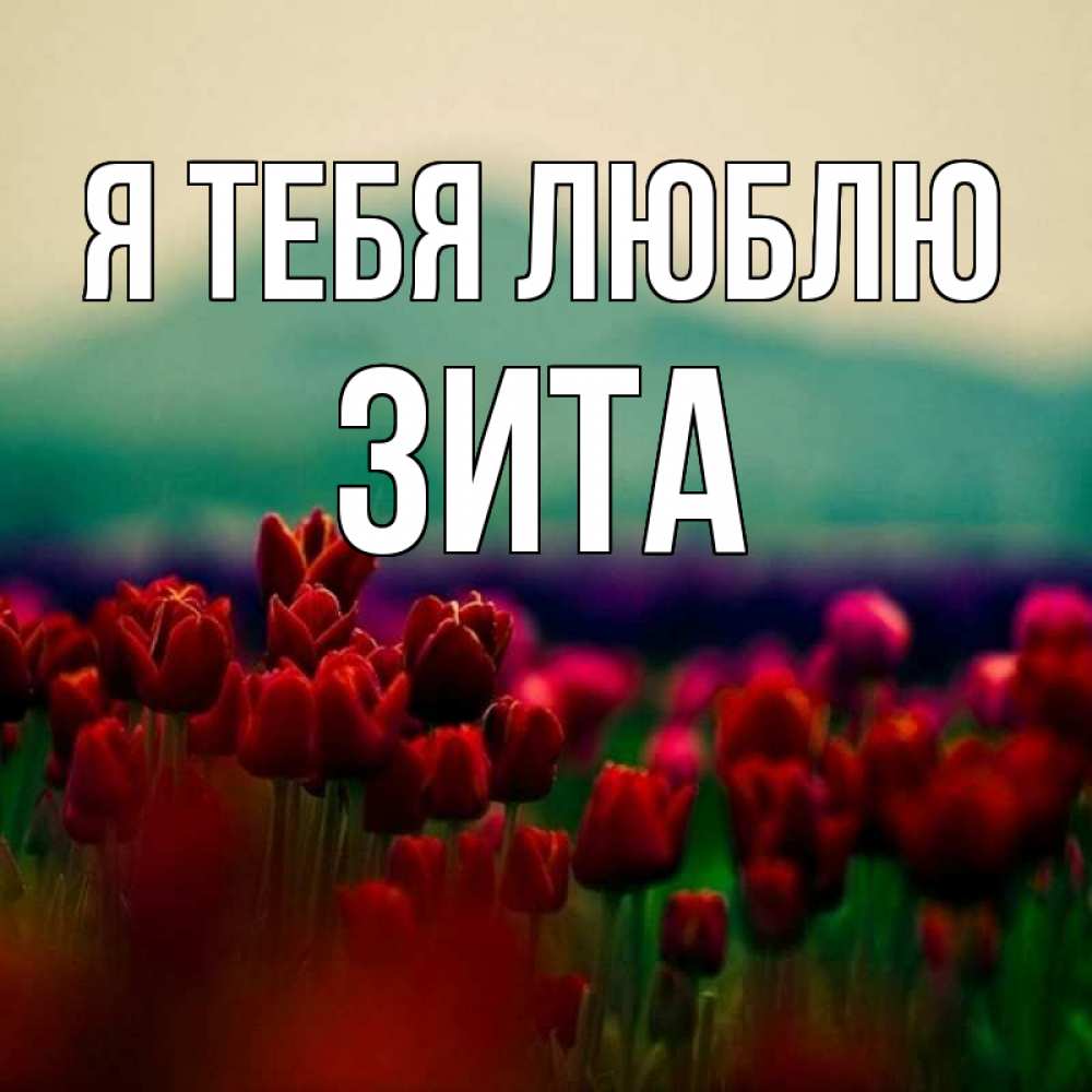 Открытка на каждый день с именем, Зита Я тебя люблю тюльпаны 4 Прикольная открытка с пожеланием онлайн скачать бесплатно 