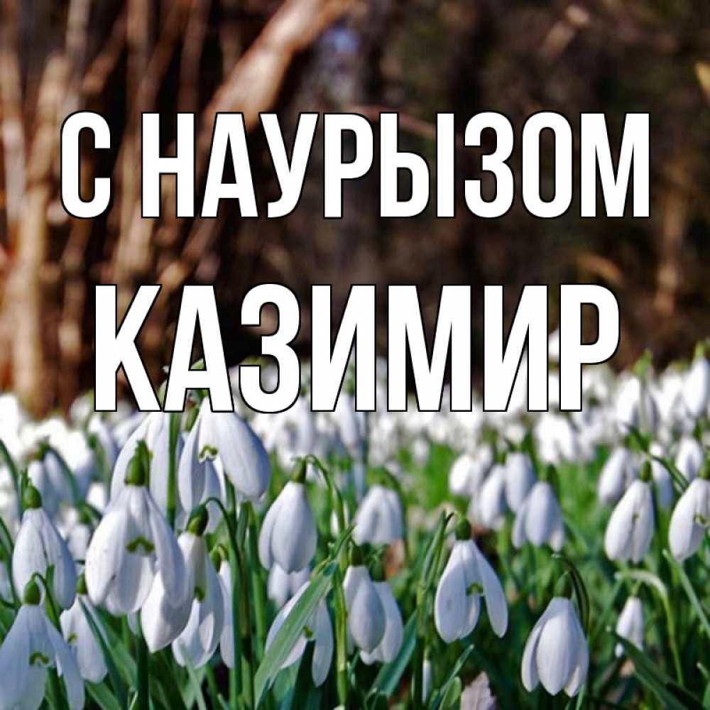 Открытка на каждый день с именем, Казимир С наурызом с подснежниками 1 Прикольная открытка с пожеланием онлайн скачать бесплатно 