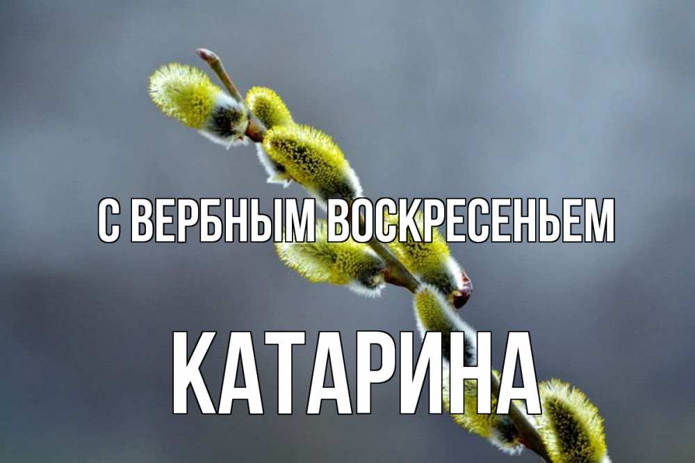 Открытка на каждый день с именем, Катарина С вербным воскресеньем верба Прикольная открытка с пожеланием онлайн скачать бесплатно 