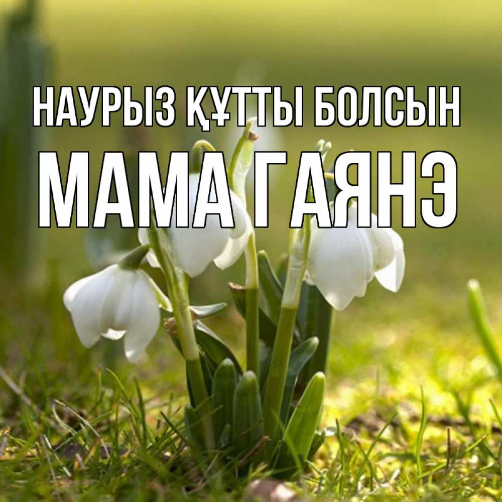 Открытка на каждый день с именем, Мама-Гаянэ Наурыз құтты болсын ранние цветы 2 Прикольная открытка с пожеланием онлайн скачать бесплатно 