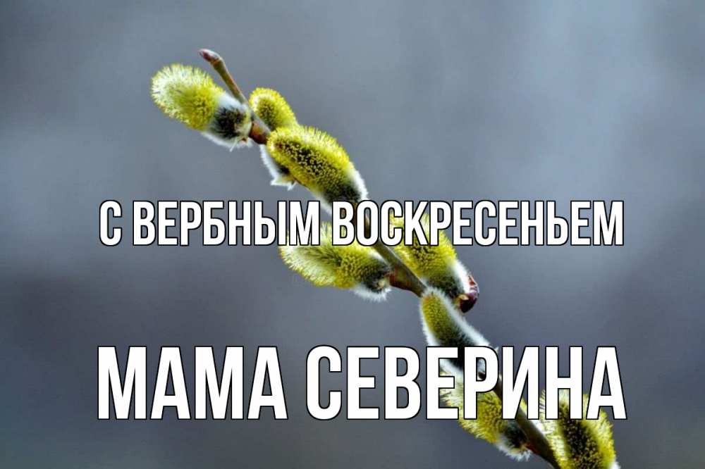Открытка на каждый день с именем, Мама-Северина С вербным воскресеньем верба Прикольная открытка с пожеланием онлайн скачать бесплатно 