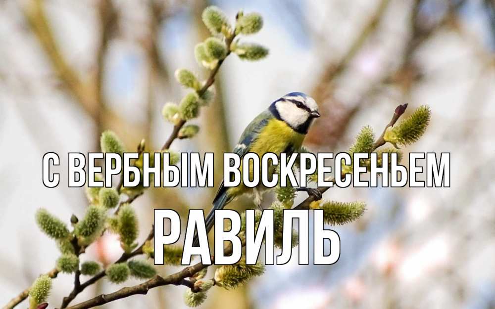 Открытка на каждый день с именем, Равиль С вербным воскресеньем верба Прикольная открытка с пожеланием онлайн скачать бесплатно 
