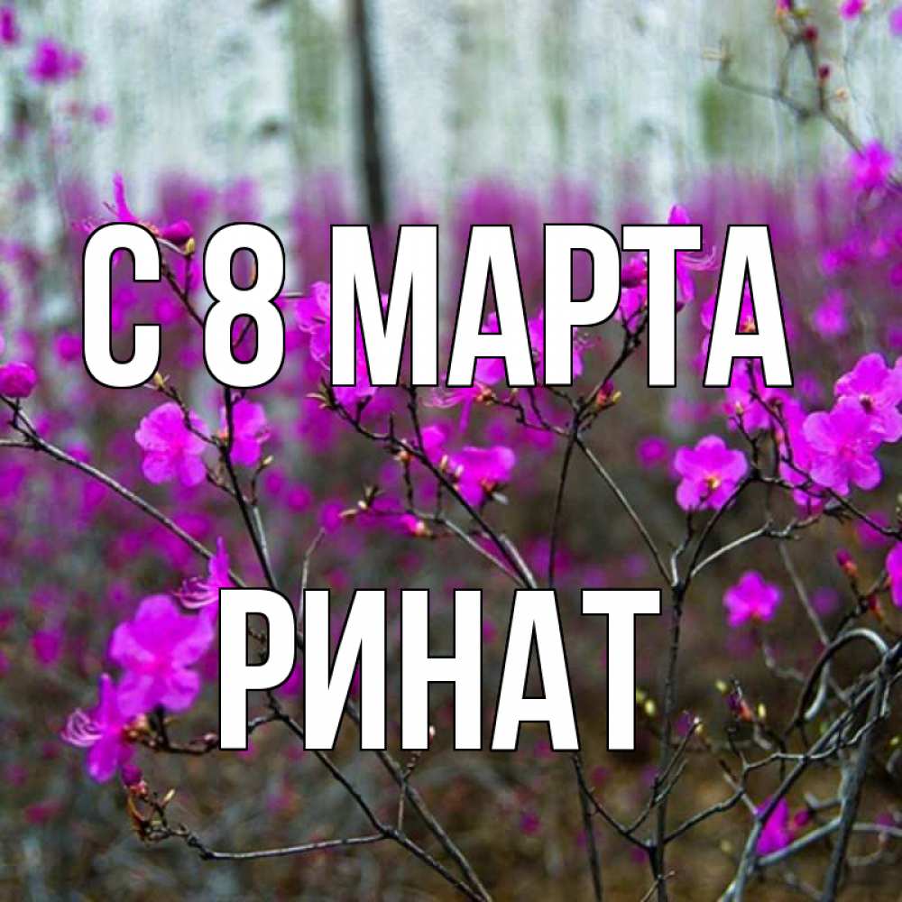 Открытка на каждый день с именем, Ринат С 8 МАРТА дикие цветы Прикольная открытка с пожеланием онлайн скачать бесплатно 