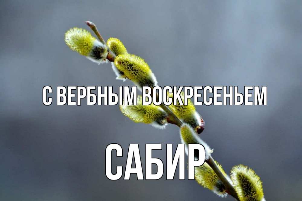 Открытка на каждый день с именем, Сабир С вербным воскресеньем верба Прикольная открытка с пожеланием онлайн скачать бесплатно 