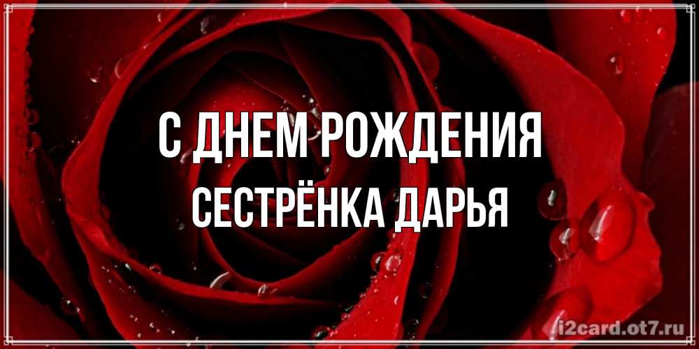 Открытка на каждый день с именем, Сестрёнка-Дарья С днем рождения крупная бордовая роза Прикольная открытка с пожеланием онлайн скачать бесплатно 