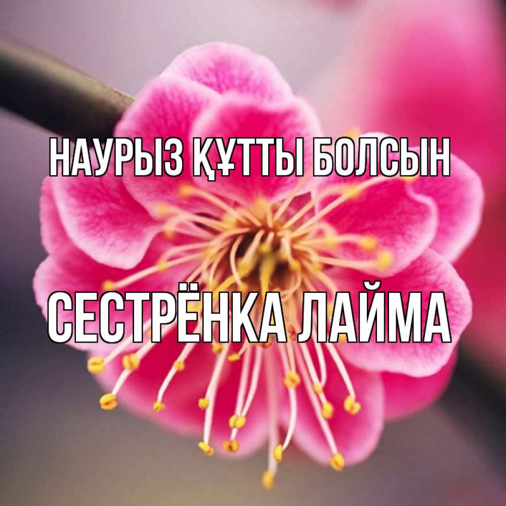 Открытка на каждый день с именем, Сестрёнка-Лайма Наурыз құтты болсын цветы Прикольная открытка с пожеланием онлайн скачать бесплатно 