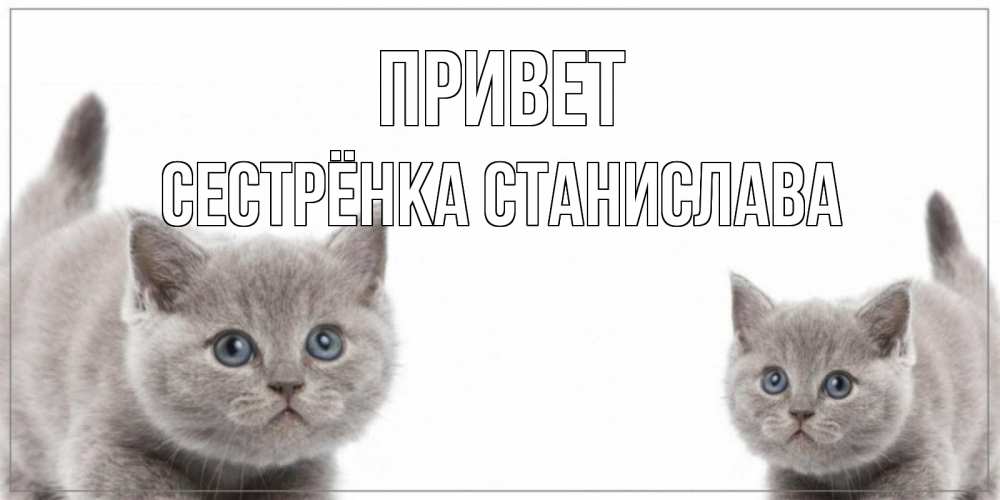 Открытка на каждый день с именем, Сестрёнка-Станислава Привет коты Прикольная открытка с пожеланием онлайн скачать бесплатно 