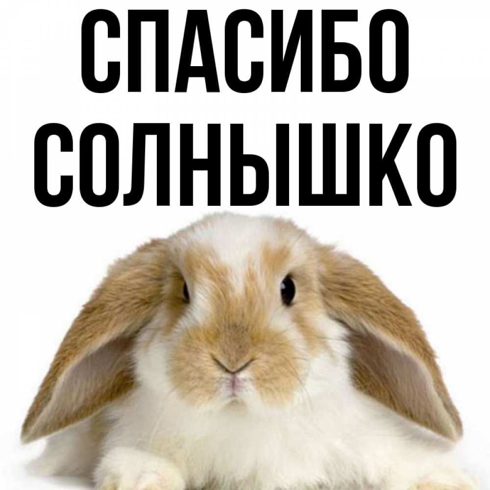 Открытка на каждый день с именем, Солнышко Спасибо коричнево белый заяц Прикольная открытка с пожеланием онлайн скачать бесплатно 