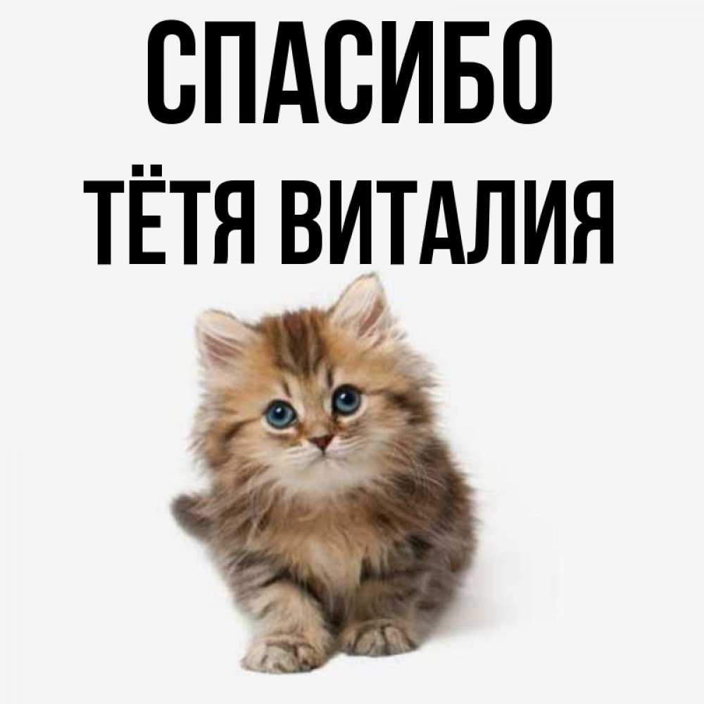 Открытка на каждый день с именем, Тётя-Виталия Спасибо пушистый котик Прикольная открытка с пожеланием онлайн скачать бесплатно 