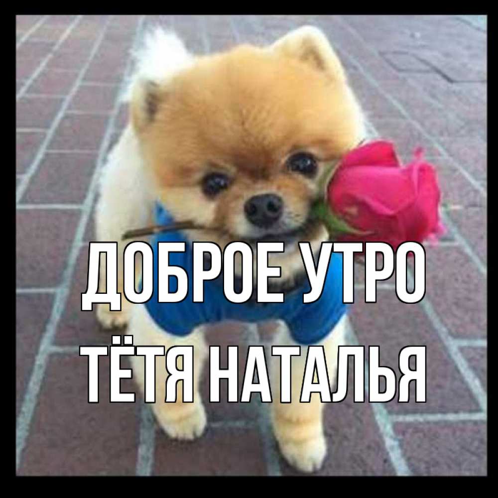 Открытка на каждый день с именем, Тётя-Наталья Доброе утро роза в зубах Прикольная открытка с пожеланием онлайн скачать бесплатно 