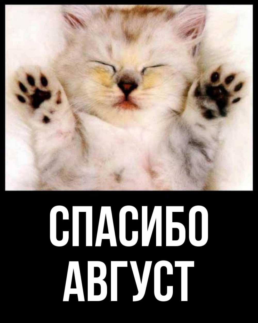 Открытка на каждый день с именем, Август Спасибо маленький котенок Прикольная открытка с пожеланием онлайн скачать бесплатно 