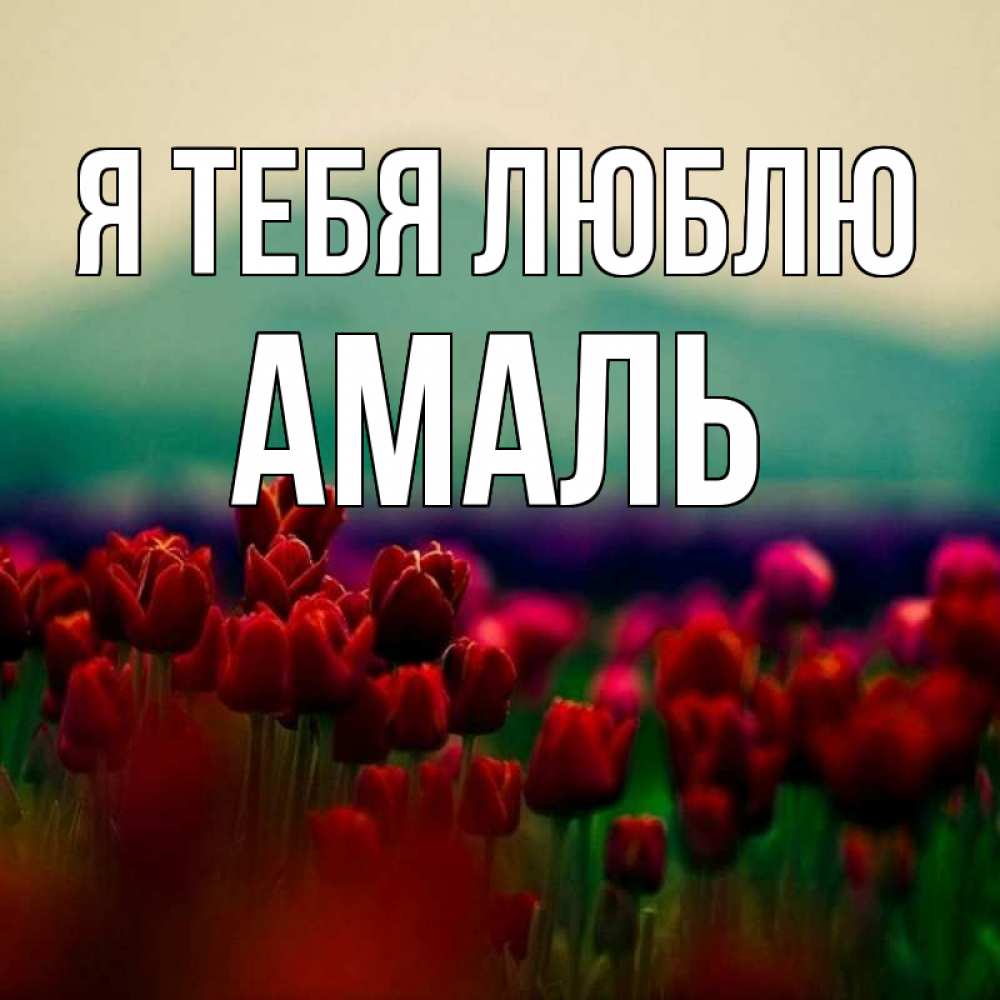 Открытка на каждый день с именем, Амаль Я тебя люблю тюльпаны 4 Прикольная открытка с пожеланием онлайн скачать бесплатно 