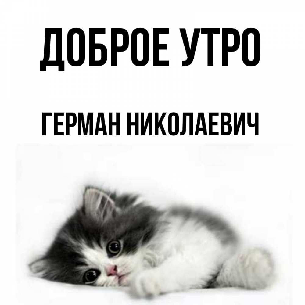 Открытка на каждый день с именем, Герман-Николаевич Доброе утро кот лапки Прикольная открытка с пожеланием онлайн скачать бесплатно 