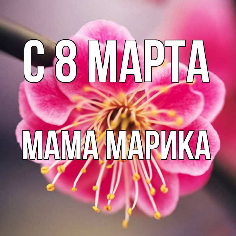 Открытка на каждый день с именем, Мама-Марика С 8 марта цветы Прикольная открытка с пожеланием онлайн скачать бесплатно 