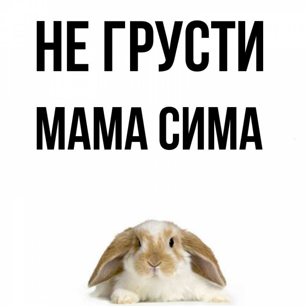 Открытка на каждый день с именем, Мама-Сима Не грусти коричнево белый заяц с большими ушками Прикольная открытка с пожеланием онлайн скачать бесплатно 