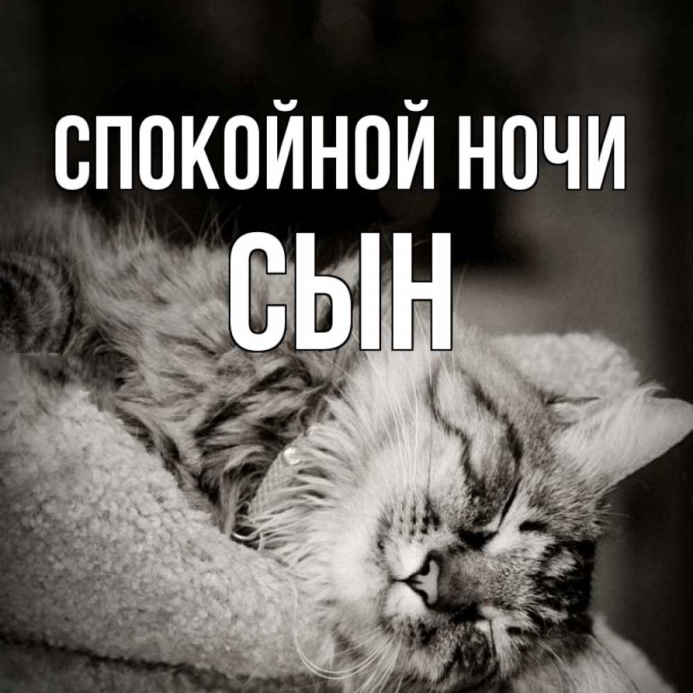Открытка на каждый день с именем, Сын Спокойной ночи котярик пушистый Прикольная открытка с пожеланием онлайн скачать бесплатно 