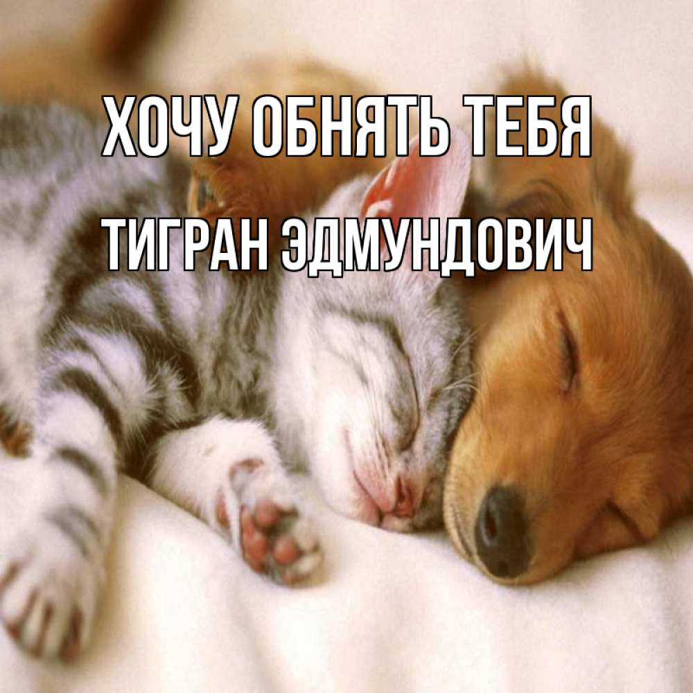 Открытка на каждый день с именем, Тигран-Эдмундович Хочу обнять тебя пес и котенок Прикольная открытка с пожеланием онлайн скачать бесплатно 