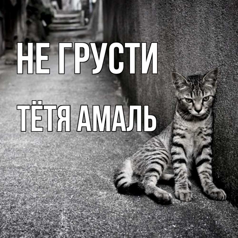 Открытка на каждый день с именем, Тётя-Амаль Не грусти скучающий котик Прикольная открытка с пожеланием онлайн скачать бесплатно 