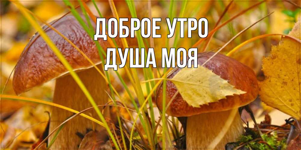 Открытка на каждый день с именем, Душа-моя Доброе утро осенние грибы Прикольная открытка с пожеланием онлайн скачать бесплатно 