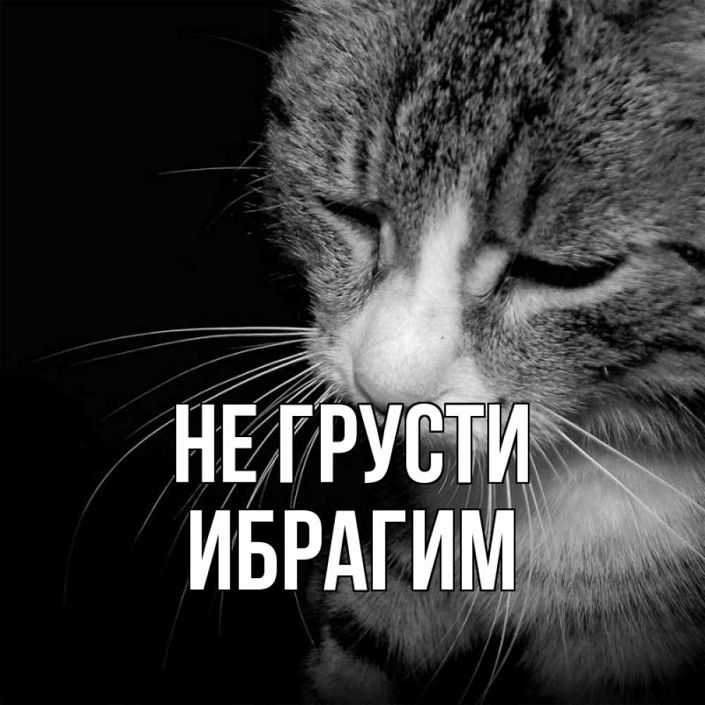 Открытка на каждый день с именем, Ибрагим Не грусти грустный котик Прикольная открытка с пожеланием онлайн скачать бесплатно 