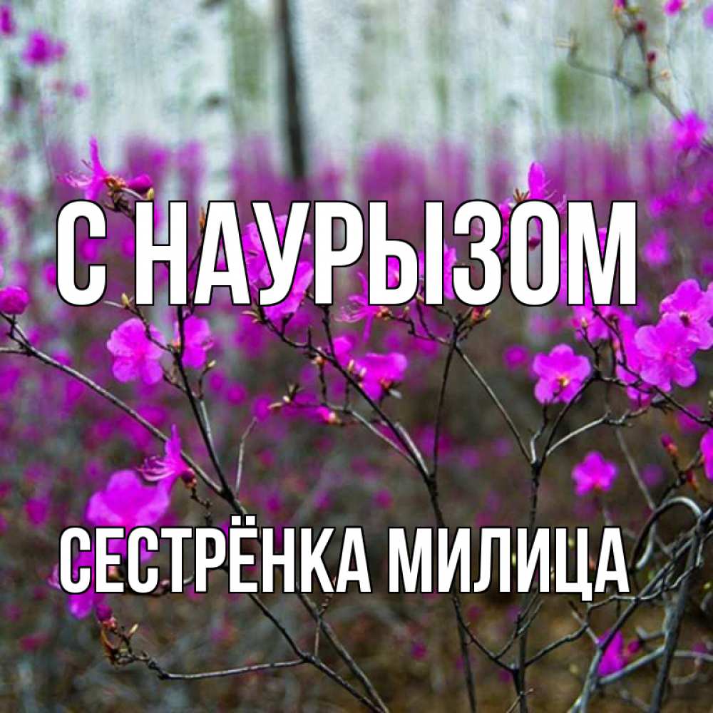 Открытка на каждый день с именем, Сестрёнка-Милица С наурызом дикие цветы Прикольная открытка с пожеланием онлайн скачать бесплатно 