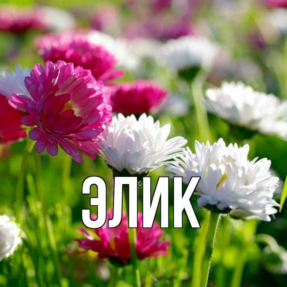 С днем рождения луиза картинки красивые с пожеланиями бесплатно