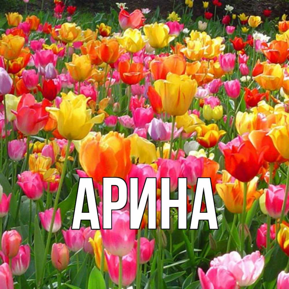 Открытка на каждый день с именем, Арина Главная на наурыз  ура ура Прикольная открытка с пожеланием онлайн скачать бесплатно 