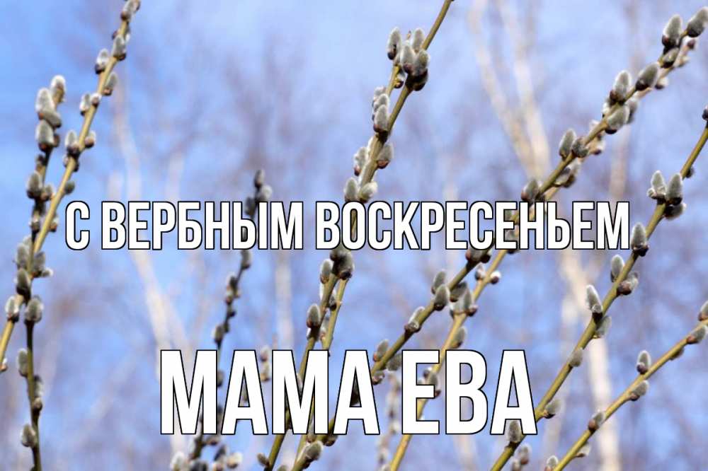 Открытка на каждый день с именем, Мама-Ева С вербным воскресеньем верба Прикольная открытка с пожеланием онлайн скачать бесплатно 