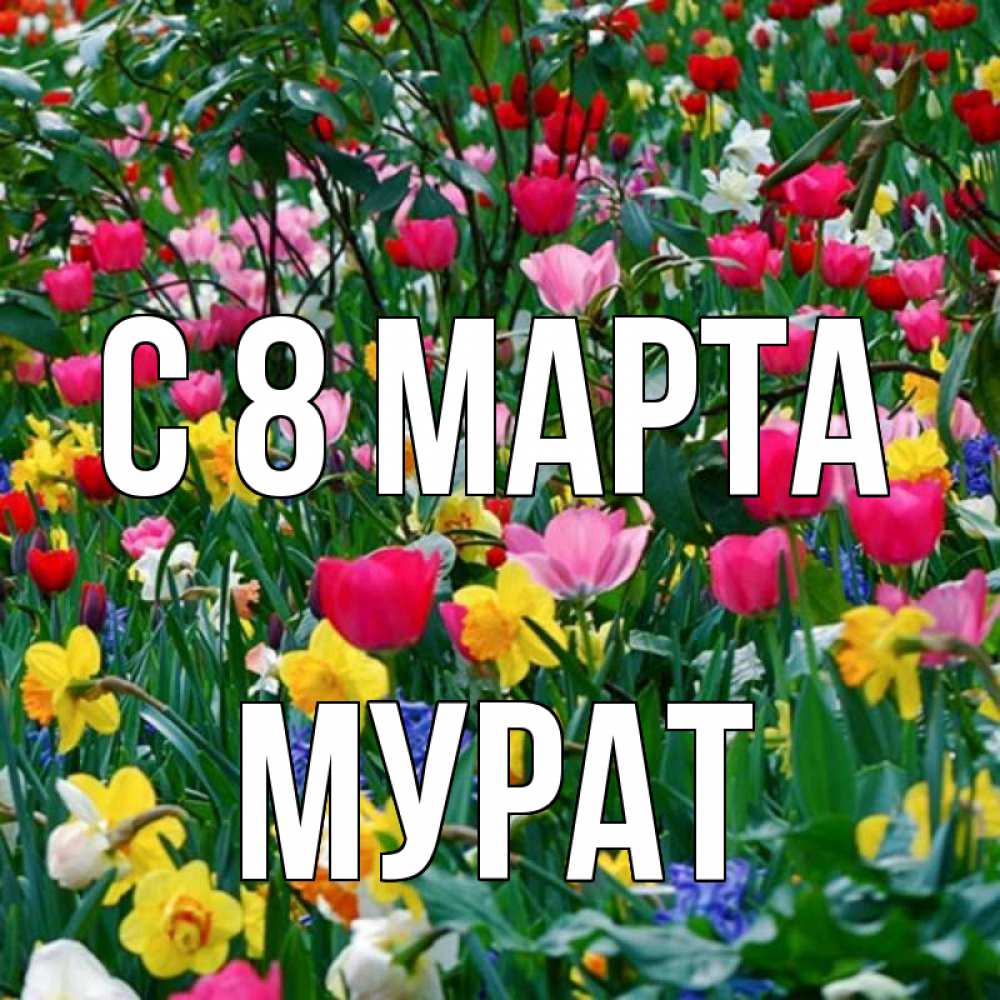 Открытка на каждый день с именем, Мурат С 8 МАРТА с международным женским днем поздравления для женщины Прикольная открытка с пожеланием онлайн скачать бесплатно 