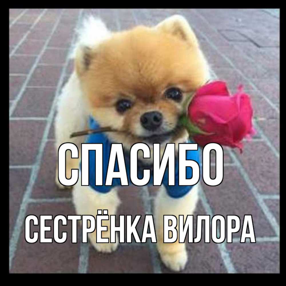 Открытка на каждый день с именем, Сестрёнка-Вилора Спасибо спасибо и дарю тебе цветок Прикольная открытка с пожеланием онлайн скачать бесплатно 