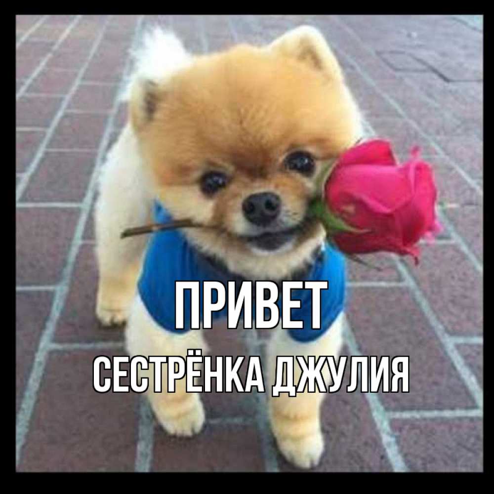 Открытка на каждый день с именем, Сестрёнка-Джулия Привет роза в зубах у собаки Прикольная открытка с пожеланием онлайн скачать бесплатно 