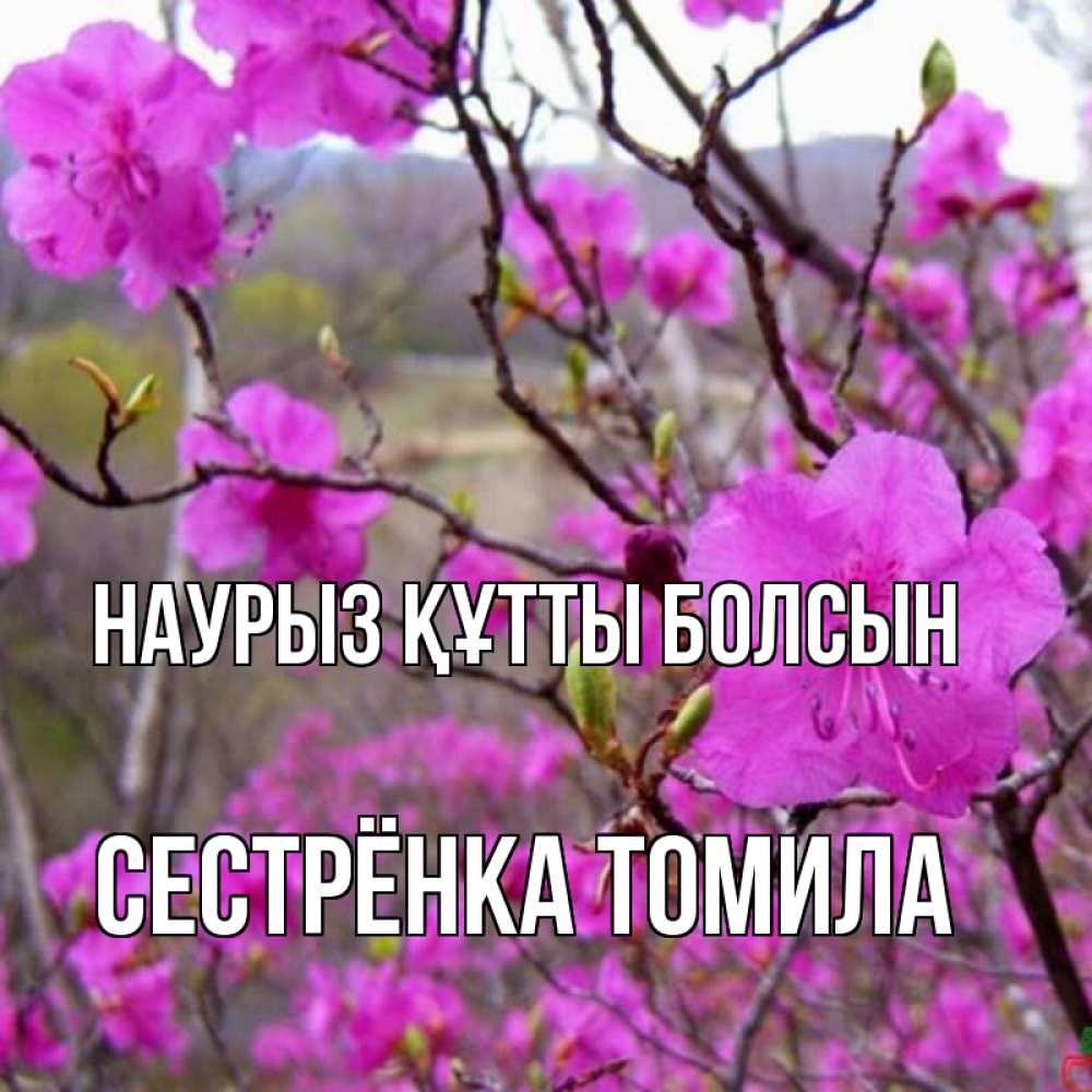 Открытка на каждый день с именем, Сестрёнка-Томила Наурыз құтты болсын наурыз мейрамы кутты болсын Прикольная открытка с пожеланием онлайн скачать бесплатно 