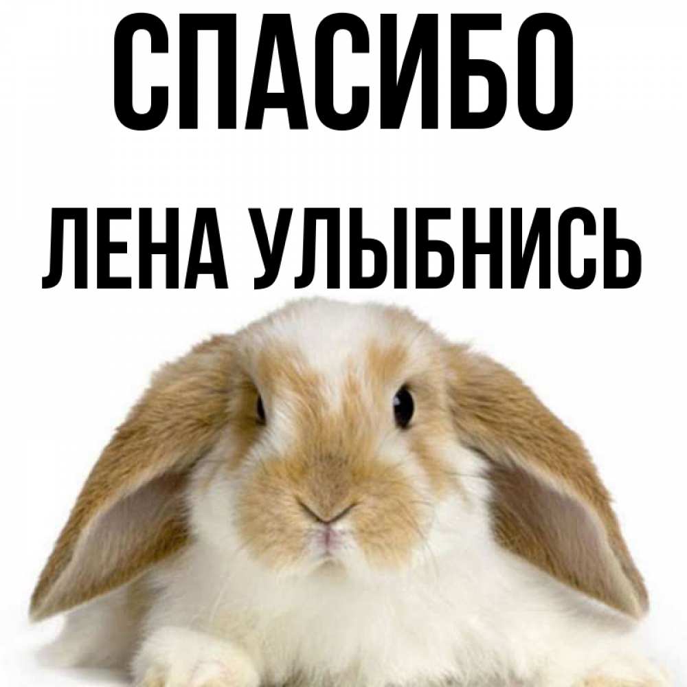 Привет леночка картинки