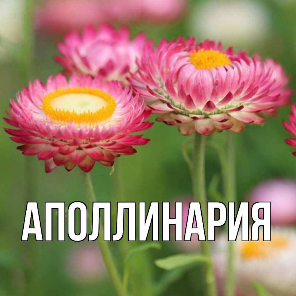 Открытка на каждый день с именем, Аполлинария Главная подарок на международный женский день Прикольная открытка с пожеланием онлайн скачать бесплатно 