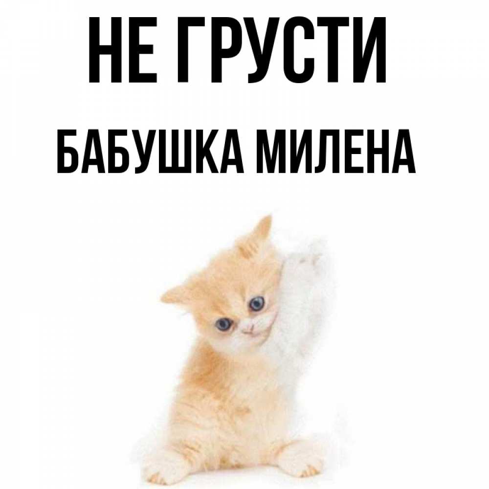 Открытка на каждый день с именем, Бабушка-Милена Не грусти просящий кот Прикольная открытка с пожеланием онлайн скачать бесплатно 