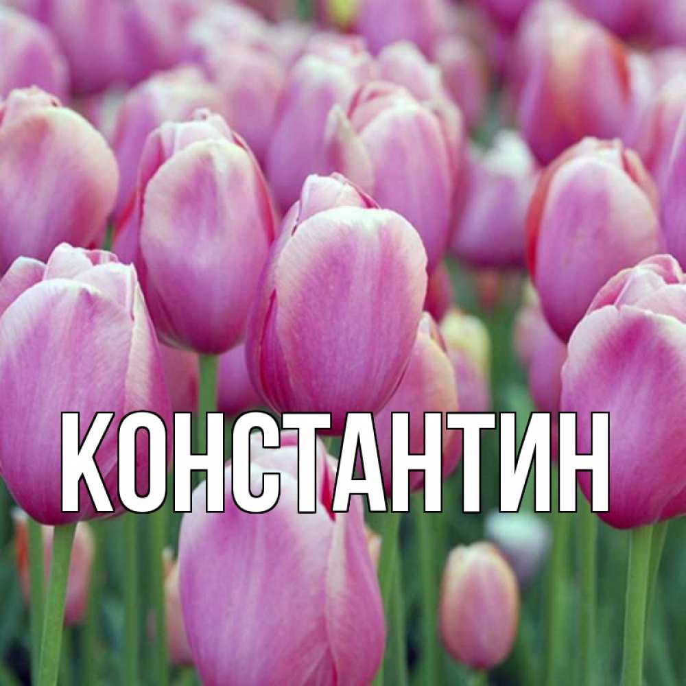 Открытка на каждый день с именем, Константин Главная праздник весны наурыз 69 Прикольная открытка с пожеланием онлайн скачать бесплатно 