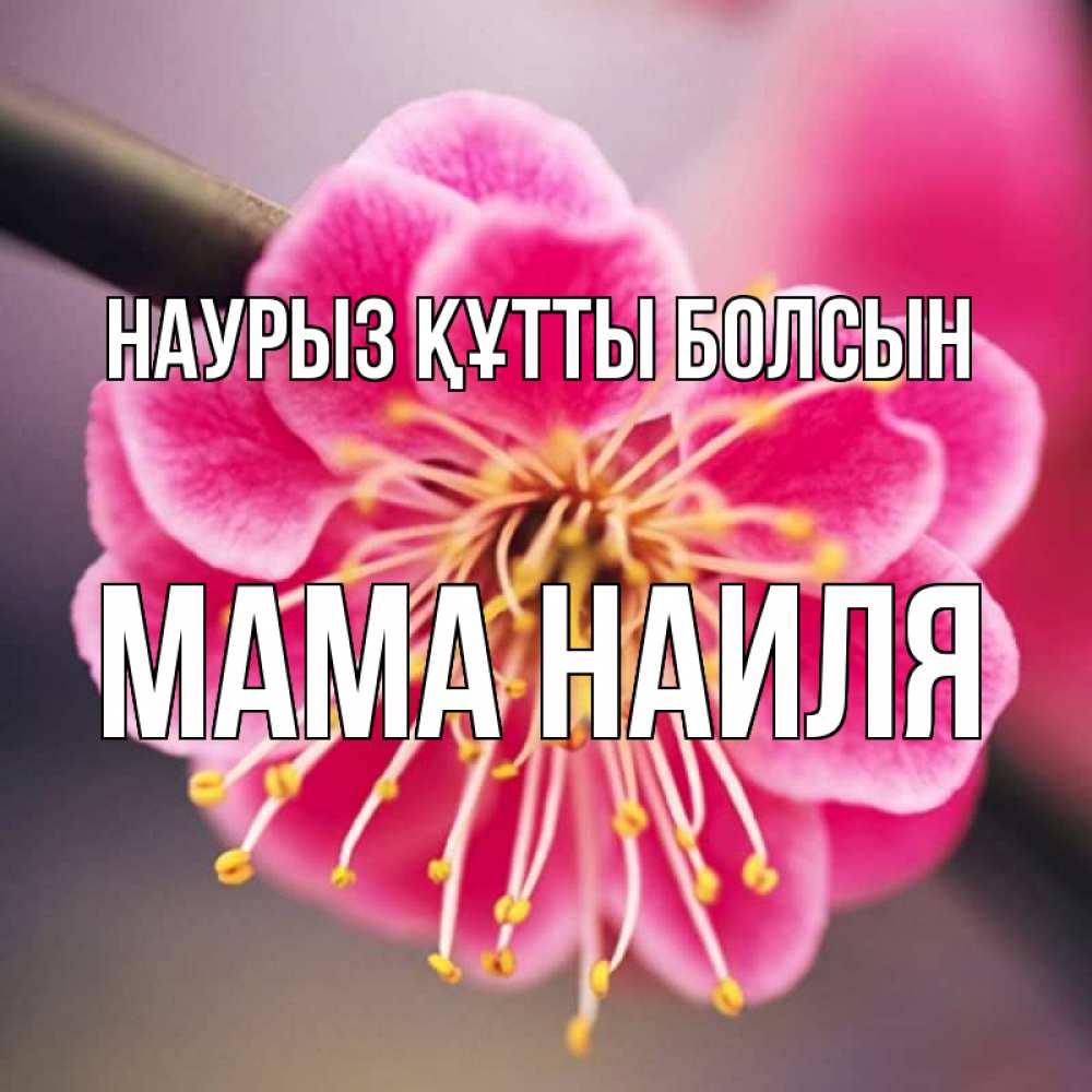 Открытка на каждый день с именем, Мама-Наиля Наурыз құтты болсын цветы Прикольная открытка с пожеланием онлайн скачать бесплатно 