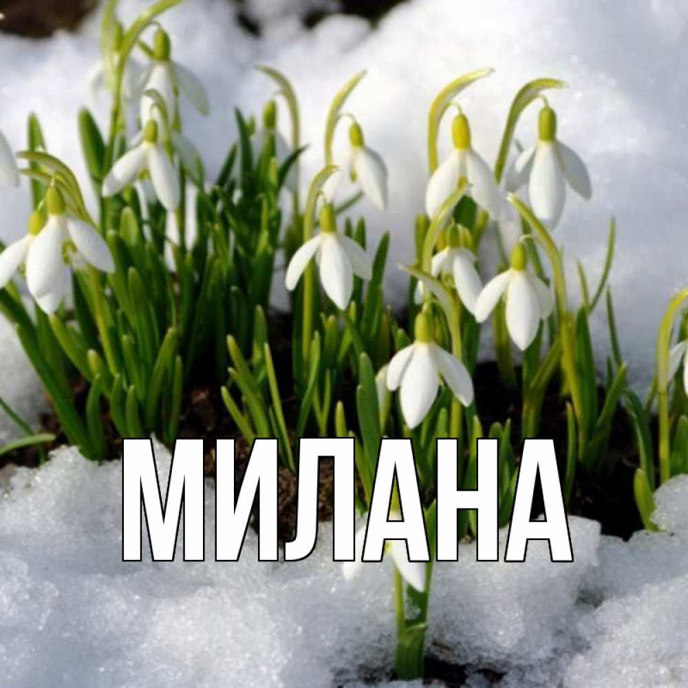 Открытка на каждый день с именем, Милана Главная цветы весенние Прикольная открытка с пожеланием онлайн скачать бесплатно 
