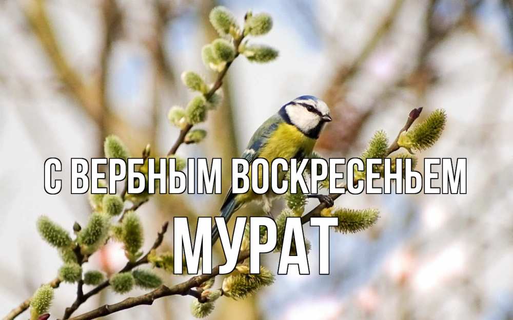 Открытка на каждый день с именем, Мурат С вербным воскресеньем верба Прикольная открытка с пожеланием онлайн скачать бесплатно 