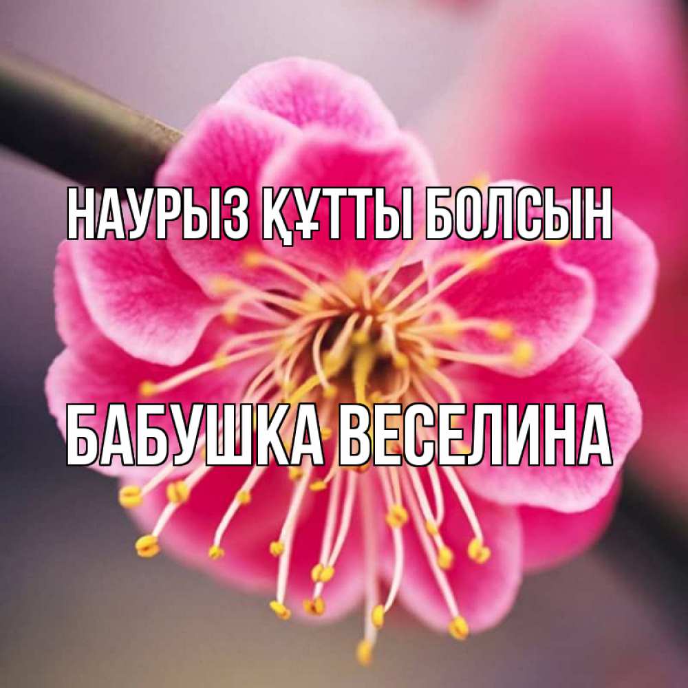 Открытка на каждый день с именем, Бабушка-Веселина Наурыз құтты болсын цветы Прикольная открытка с пожеланием онлайн скачать бесплатно 