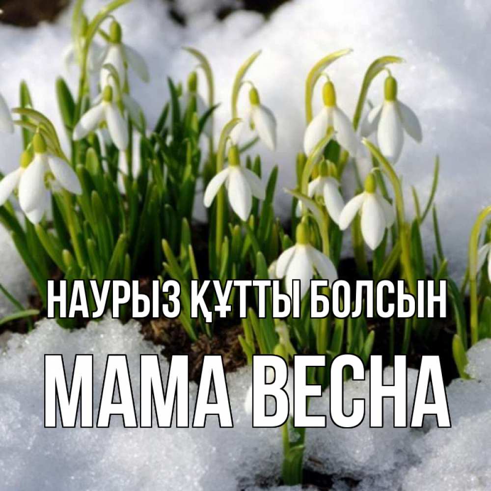 Открытка на каждый день с именем, Мама-Весна Наурыз құтты болсын цветы весенние Прикольная открытка с пожеланием онлайн скачать бесплатно 