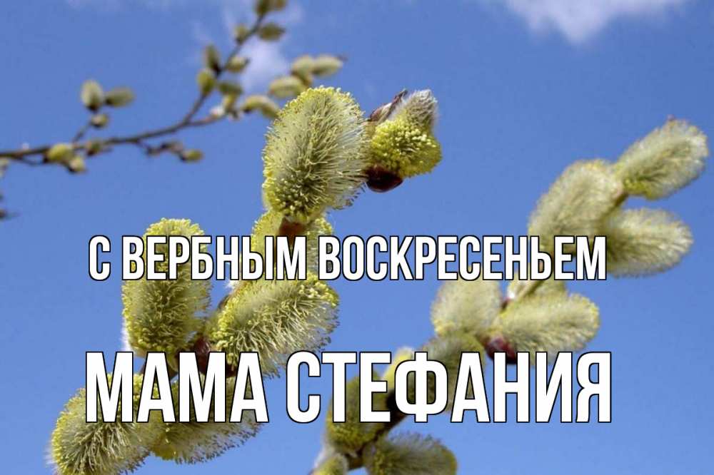 Открытка на каждый день с именем, Мама-Стефания С вербным воскресеньем верба Прикольная открытка с пожеланием онлайн скачать бесплатно 