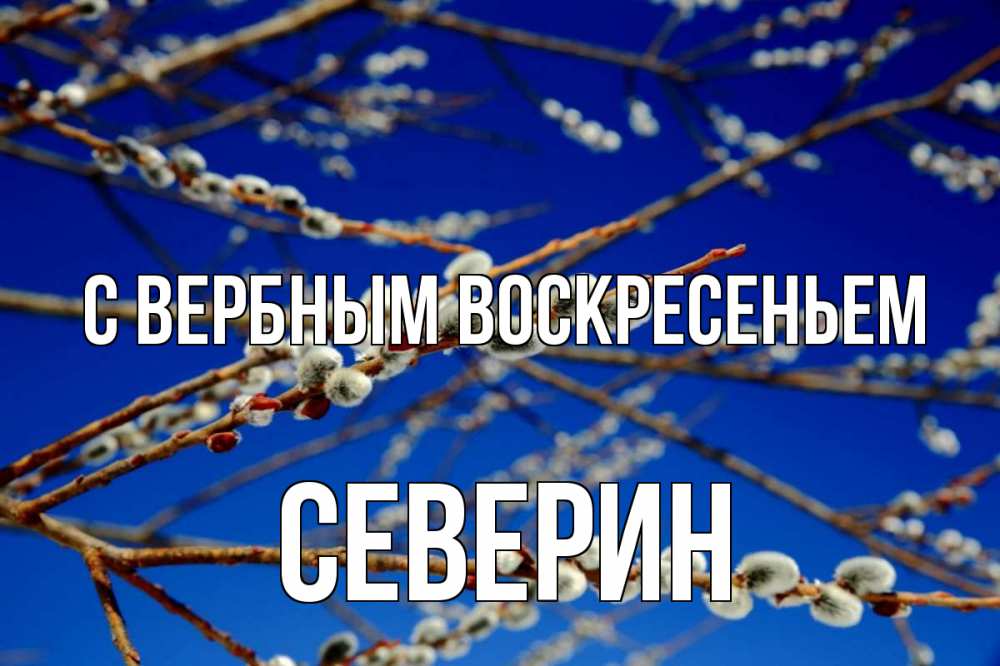 Открытка на каждый день с именем, Северин С вербным воскресеньем верба Прикольная открытка с пожеланием онлайн скачать бесплатно 