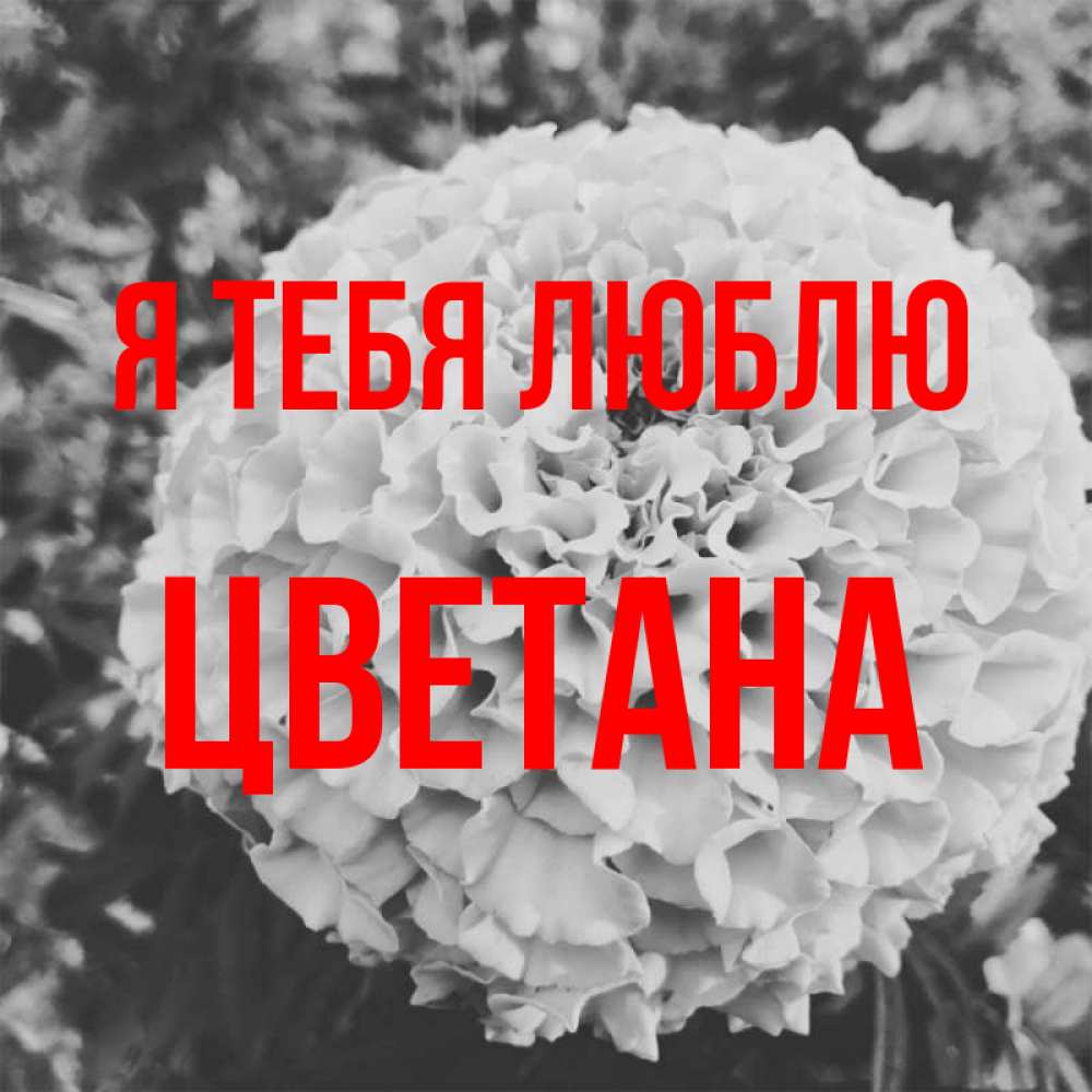 Открытка на каждый день с именем, Цветана Я тебя люблю подпись Прикольная открытка с пожеланием онлайн скачать бесплатно 