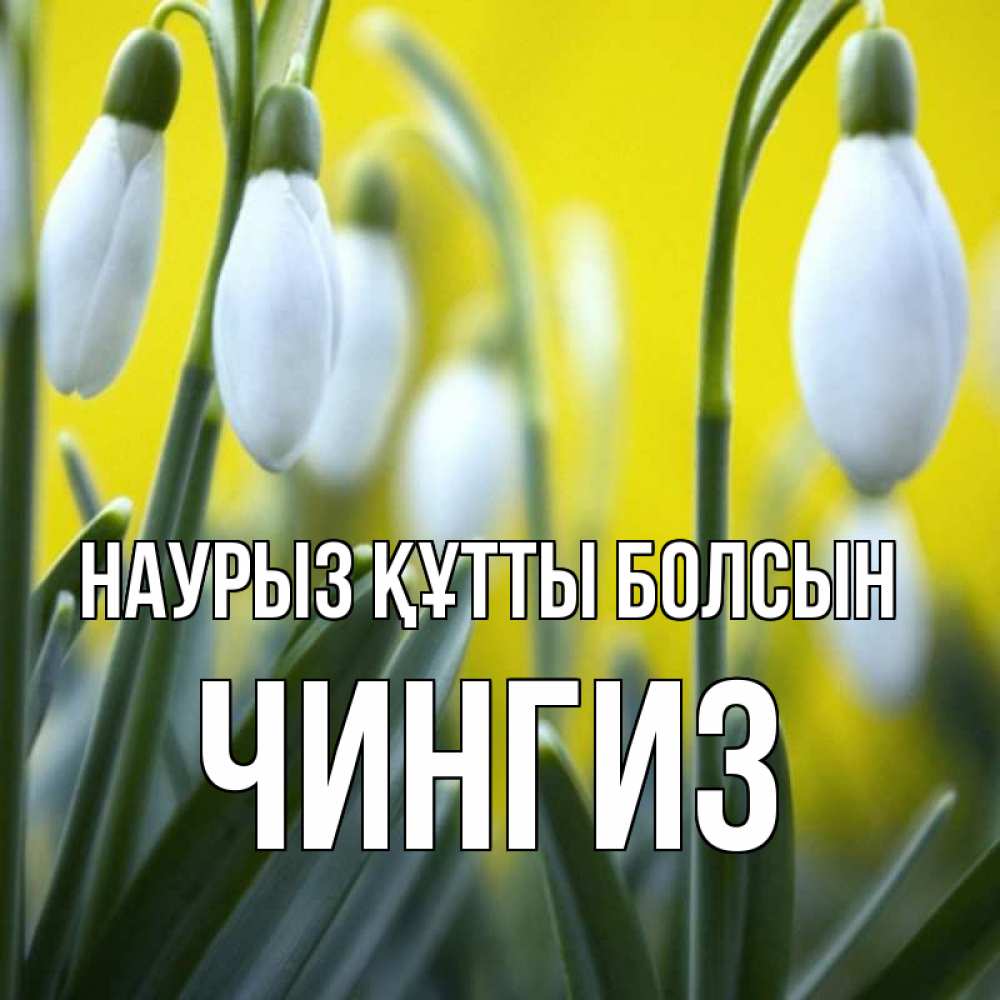 Открытка на каждый день с именем, Чингиз Наурыз құтты болсын весенние цветы Прикольная открытка с пожеланием онлайн скачать бесплатно 