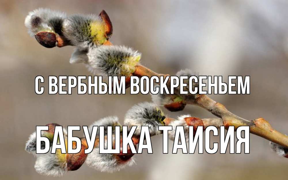 Открытка на каждый день с именем, Бабушка-Таисия С вербным воскресеньем Верба Прикольная открытка с пожеланием онлайн скачать бесплатно 