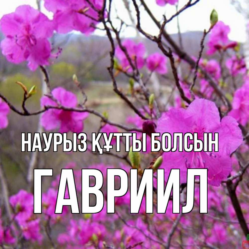 Открытка на каждый день с именем, Гавриил Наурыз құтты болсын наурыз мейрамы кутты болсын Прикольная открытка с пожеланием онлайн скачать бесплатно 