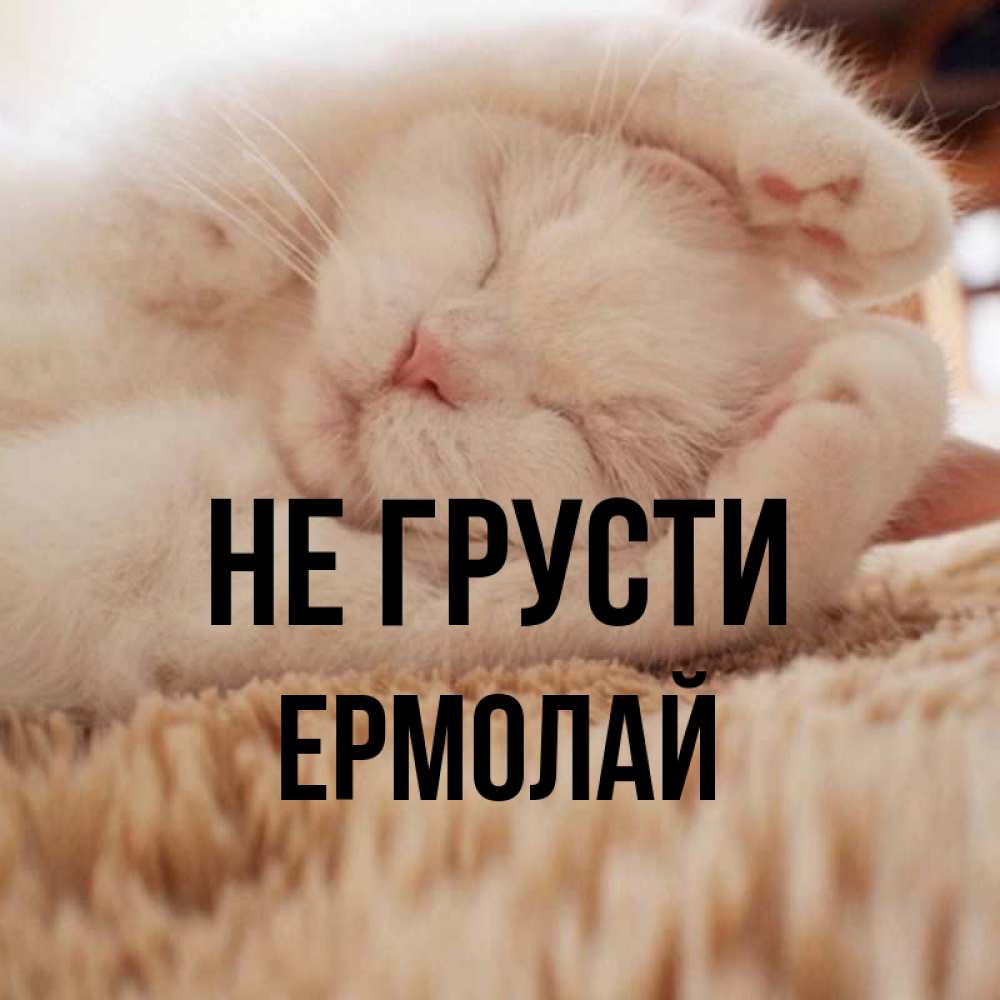 Открытка на каждый день с именем, Ермолай Не грусти Котенок спит Прикольная открытка с пожеланием онлайн скачать бесплатно 